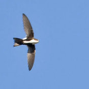 White-throated Swift
